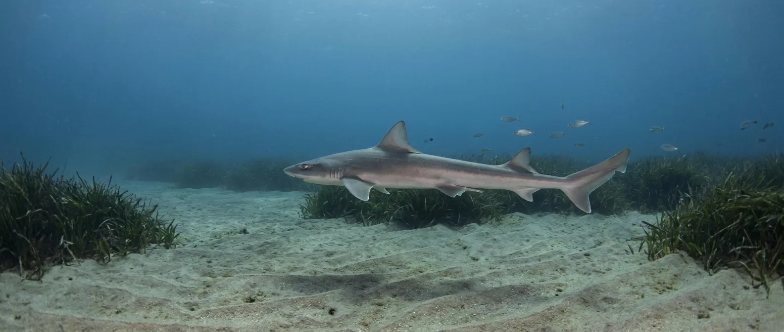 Mediterranean sharks: a diver watching a blue shark near a reef, image 3