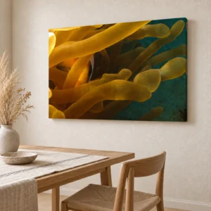 Large Red Sea anemonefish canvas print on the wall above a light oak dining table