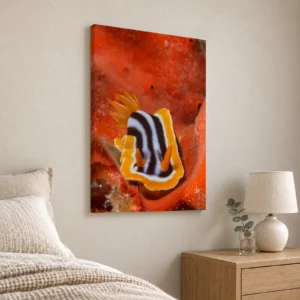 Large Chromodoris quadricolor canvas print on a bedroom wall above an oak bedside table