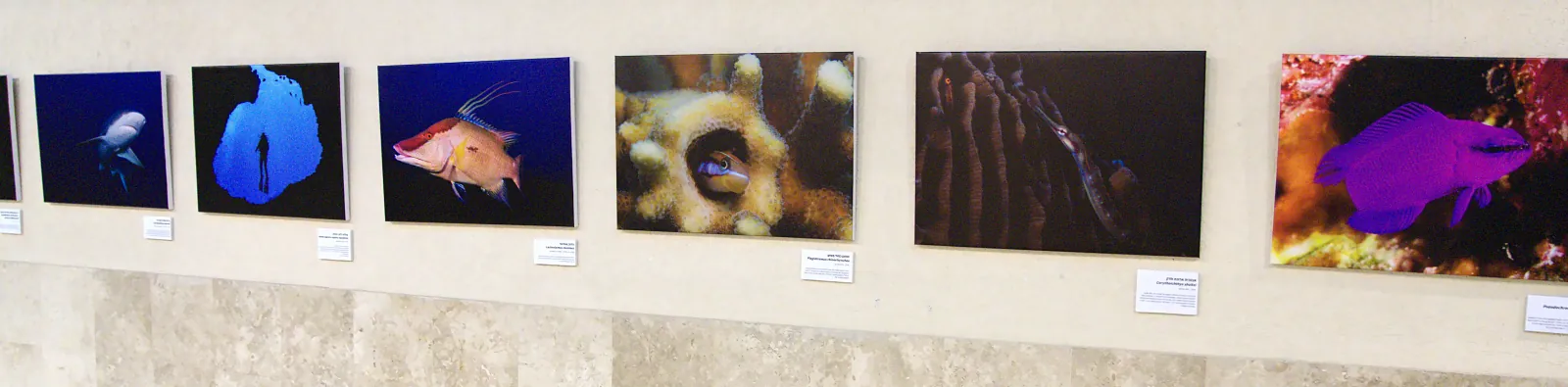 Underwater photography exhibition wall with a shark, a diver in a blue hole, a hogfish and a purple dottyback