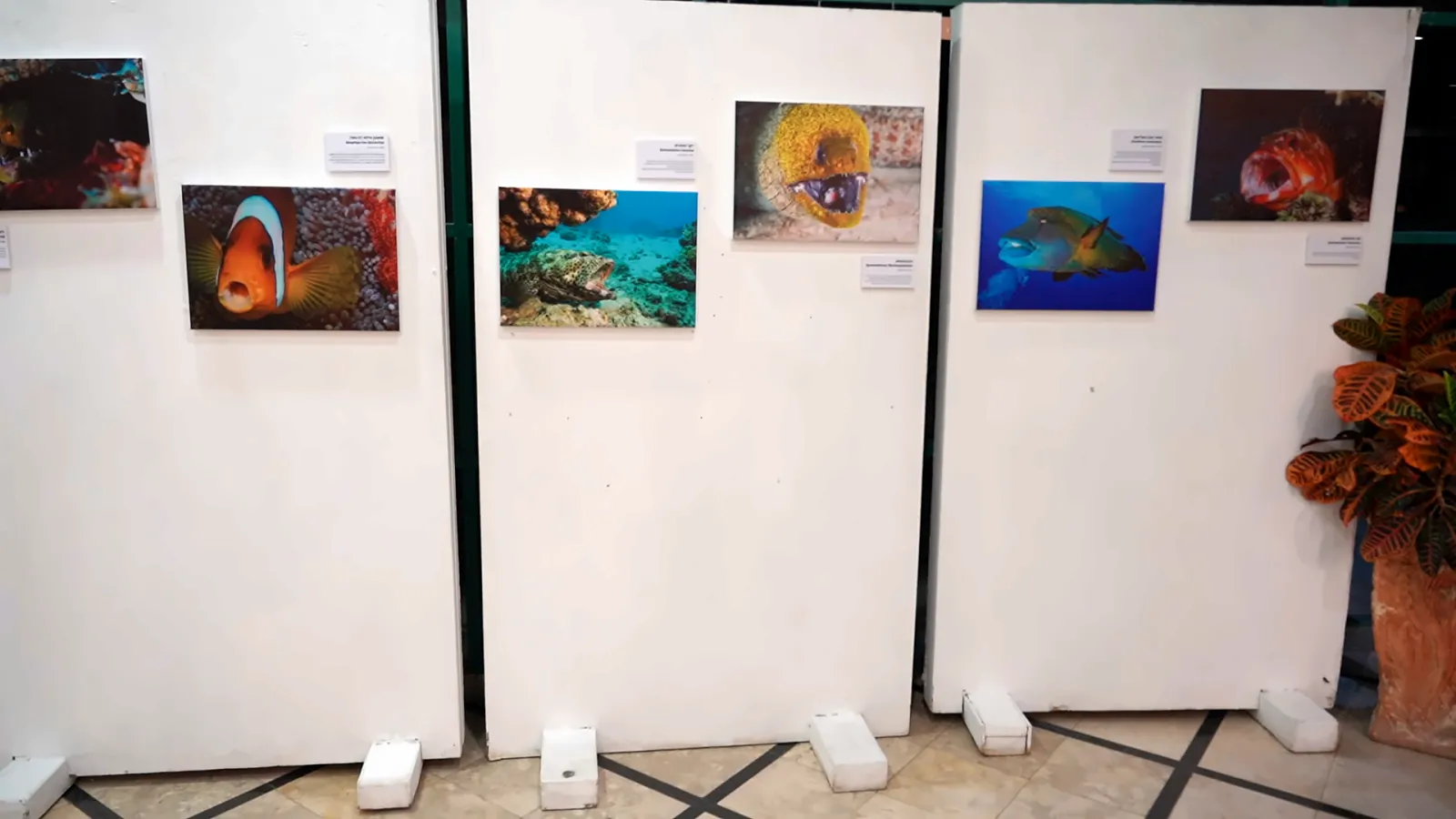 Three white display panels in the center of the exhibition hall with underwater photographs, including a humphead wrasse and a moray with its mouth open
