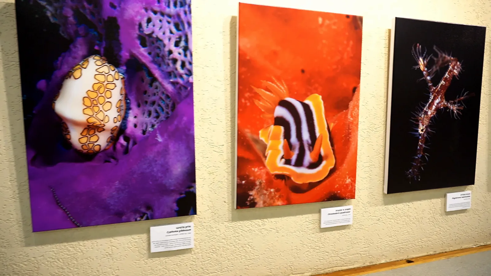 Three large photographs on the gallery wall: a flamingo tongue snail against purple, a striped nudibranch against orange and an ornate ghost pipefish against black