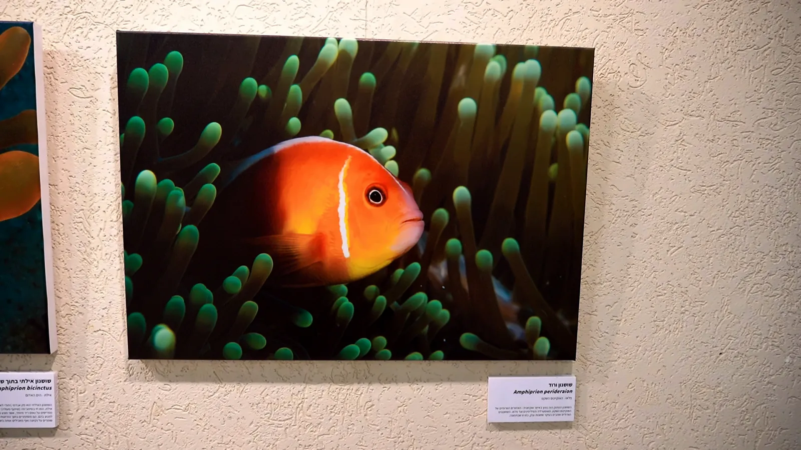 A large photograph of a pink anemonefish among the green tentacles of a sea anemone, hanging on the gallery wall beside an explanatory label