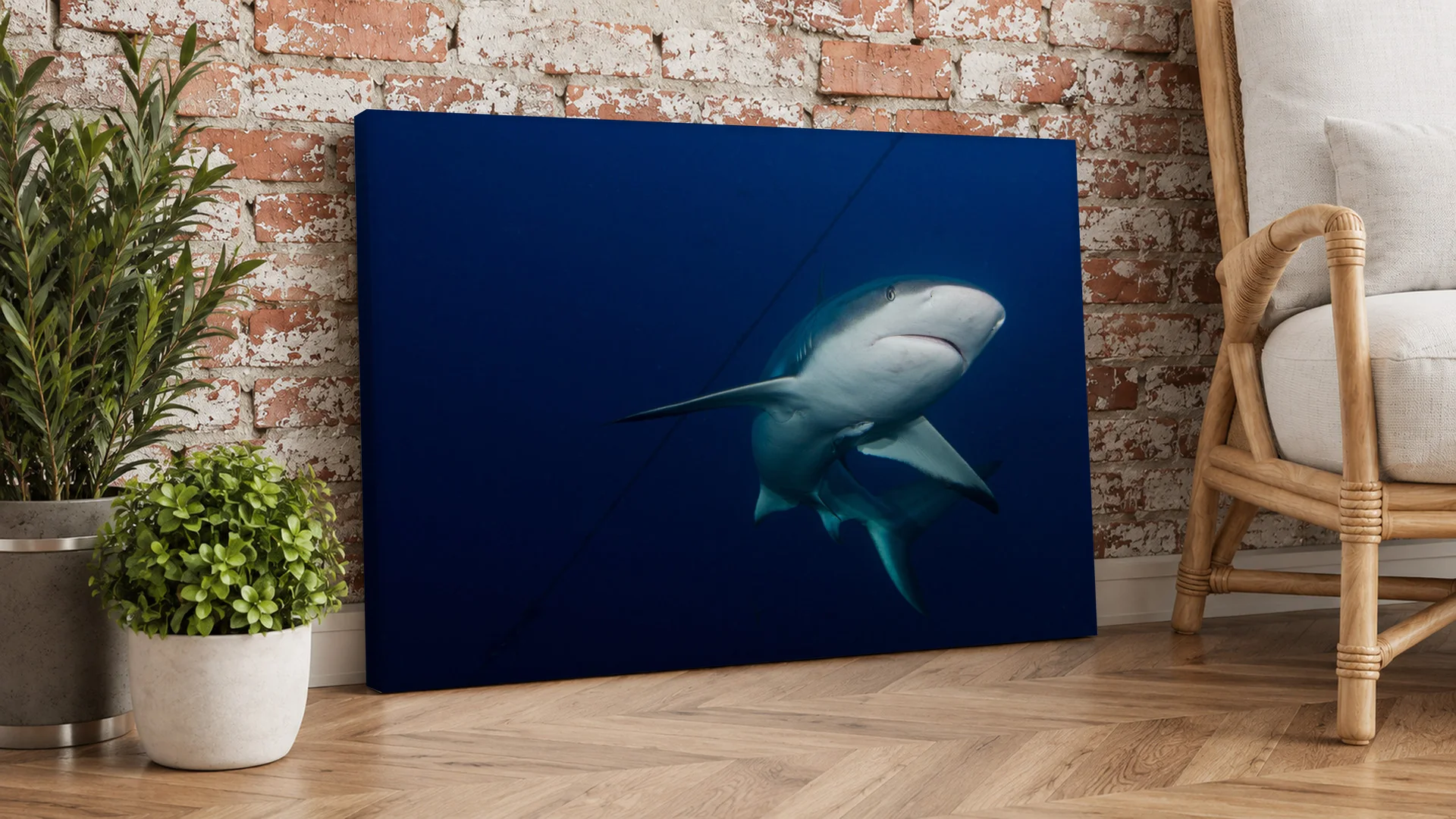 Caribbean Reef Shark canvas leaning against a brick wall.