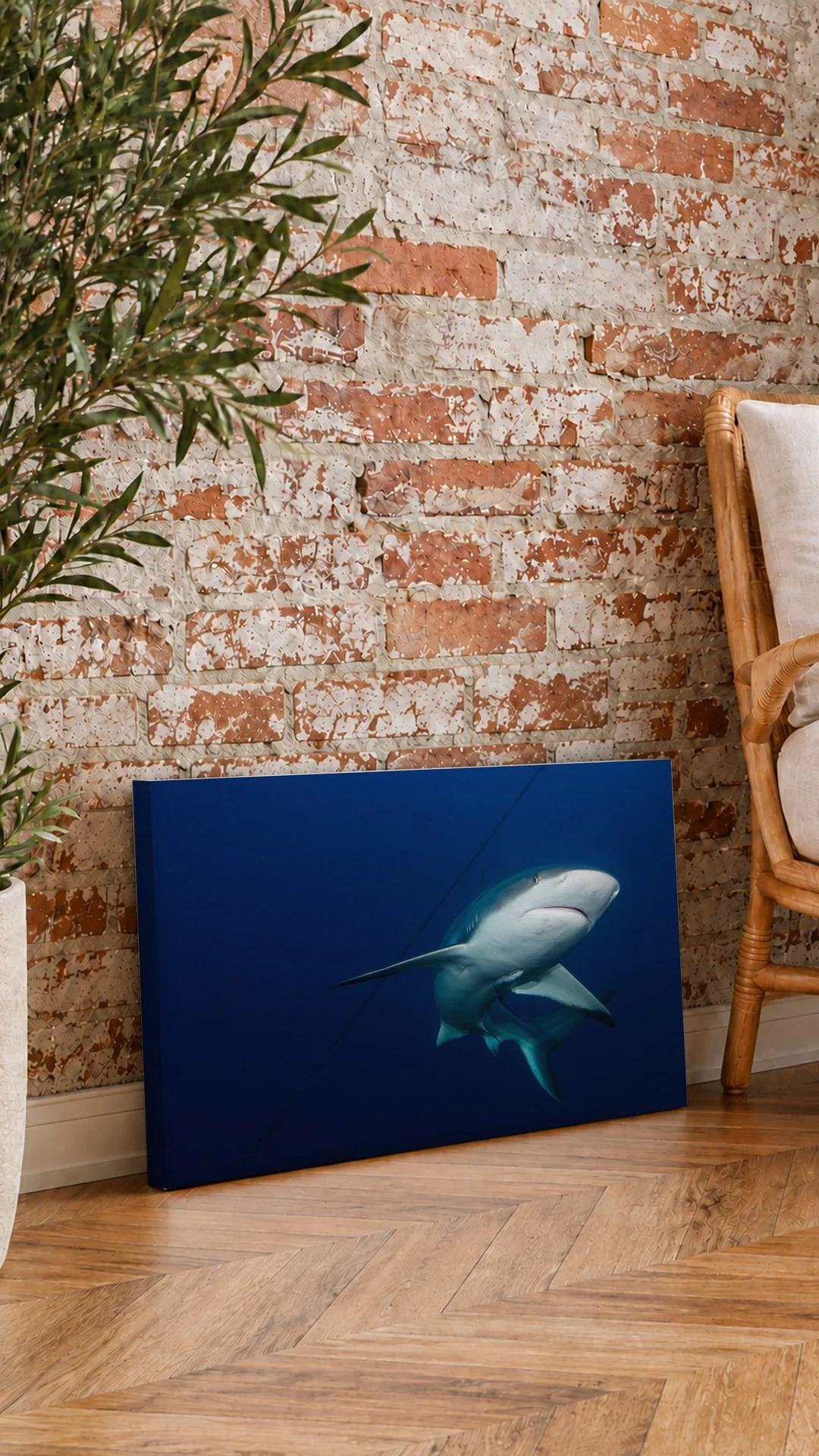 Caribbean Reef Shark canvas leaning against a brick wall.