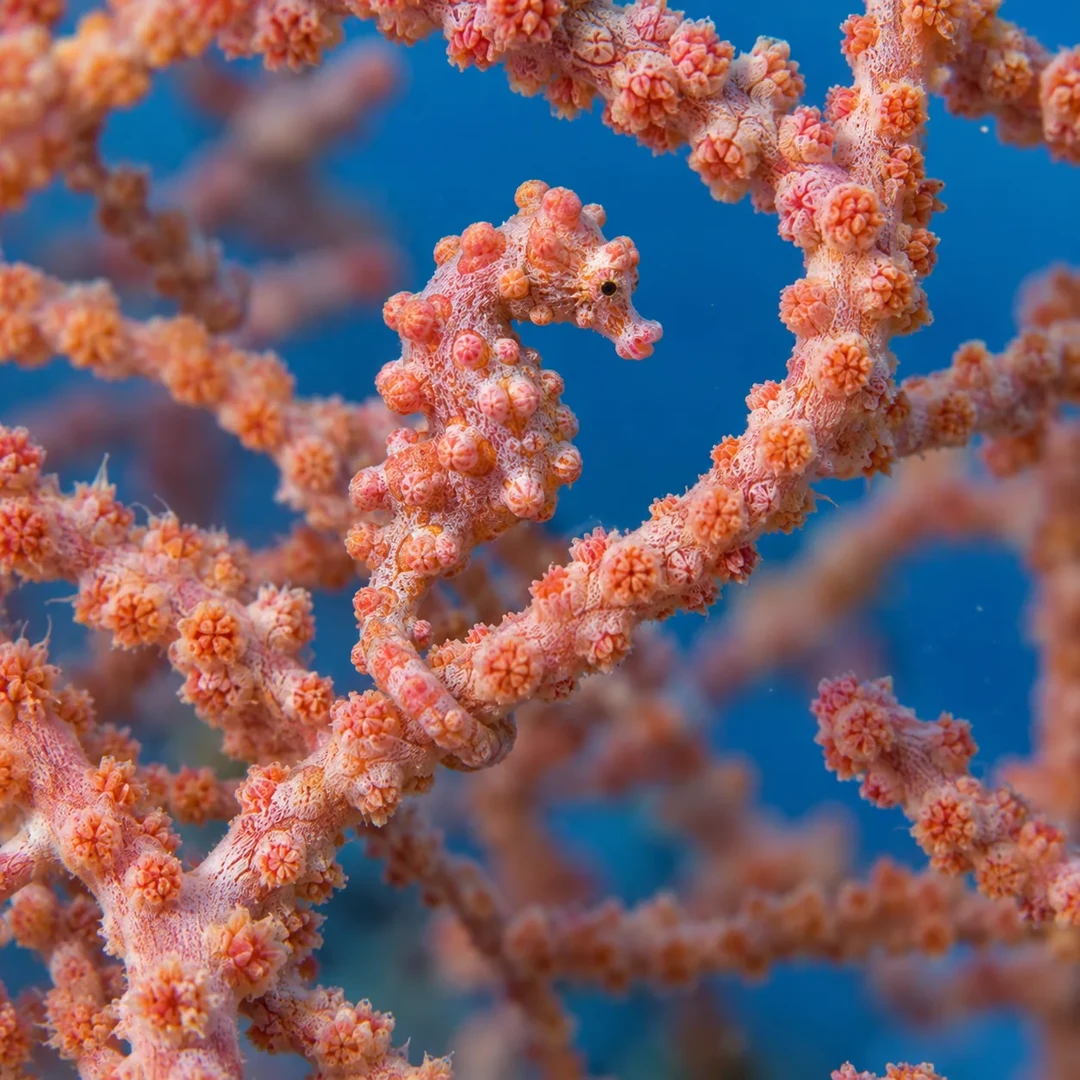 A tiny pygmy seahorse is camouflaged among pink-orange sea fan branches.