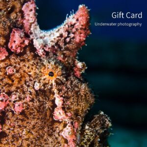 Gift Card: A Little Ocean for Their Wall