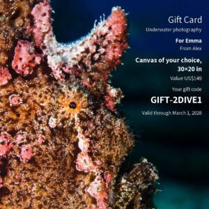 2Dive gift card with a frogfish photograph, canvas size, gift card value and personal code