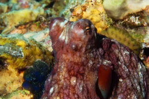 Close-up of an octopus among corals in the Red Sea, with a horizontal pupil, brown patterned skin, and pale markings