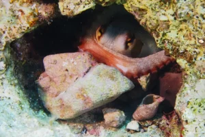 A common octopus inside a rocky opening in Malta, with both eyes above a broad arm and stones and a shell in front