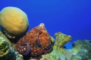 A red-brown day octopus with curled arms beside a large rounded coral, with blue water behind it in the Red Sea